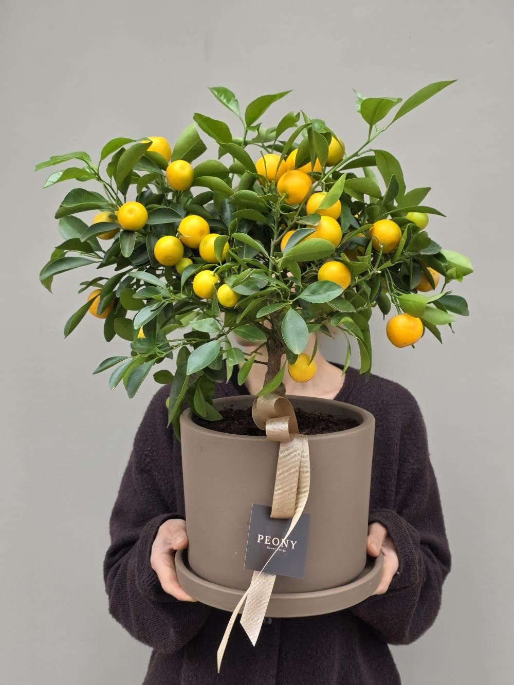 Mandalina Ağacı